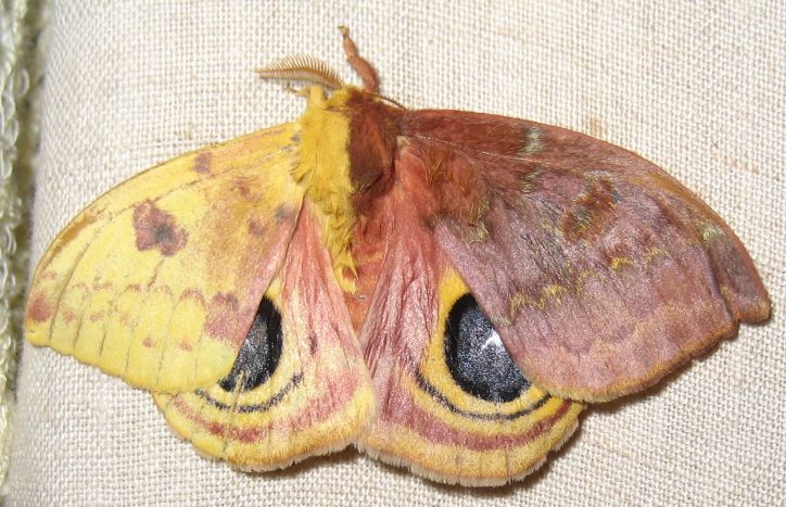 Automeris io (gynandromorph, live) (Internet Image property of respective owner, non-commercial use only)